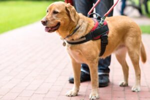Descubre qué es un perro guía y qué adiestramiento reciben