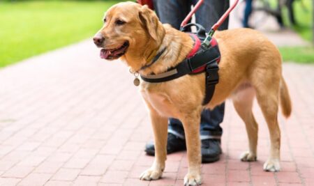 ¿Qué es un perro guía? Características y adiestramiento de los perros de servicio